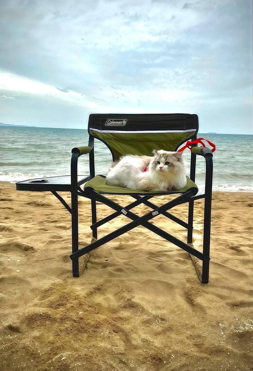 แมวนอนชิลล์ริมหาดจอมเทียนกับครอบครัว